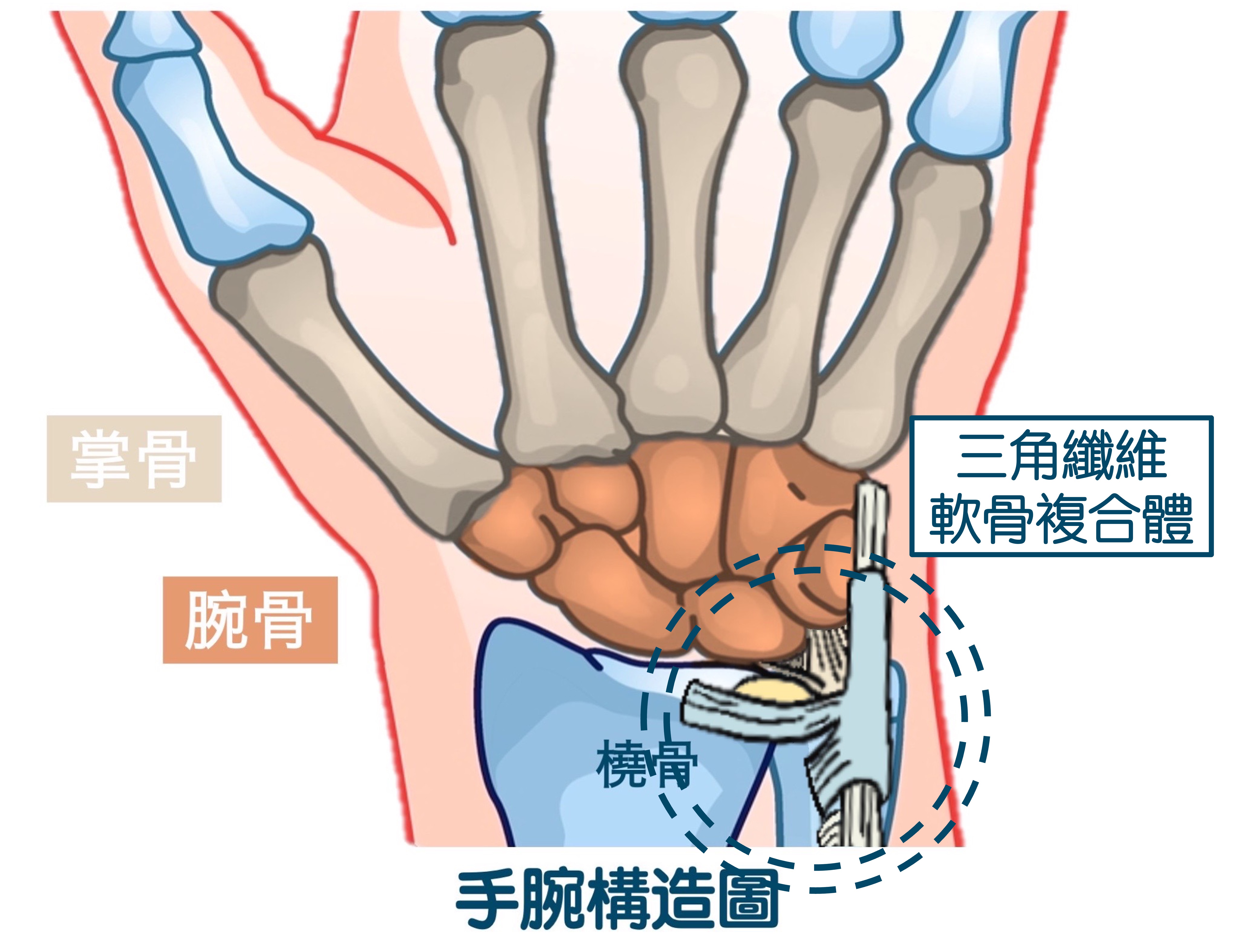 图1-1-36 手骨-人体解剖学与组织生理病理学-医学
